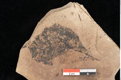 Foto (Detailsansicht) von Quercus palaeoilex Ettingshausen (NHMW-GEO-2024-0188-0954)